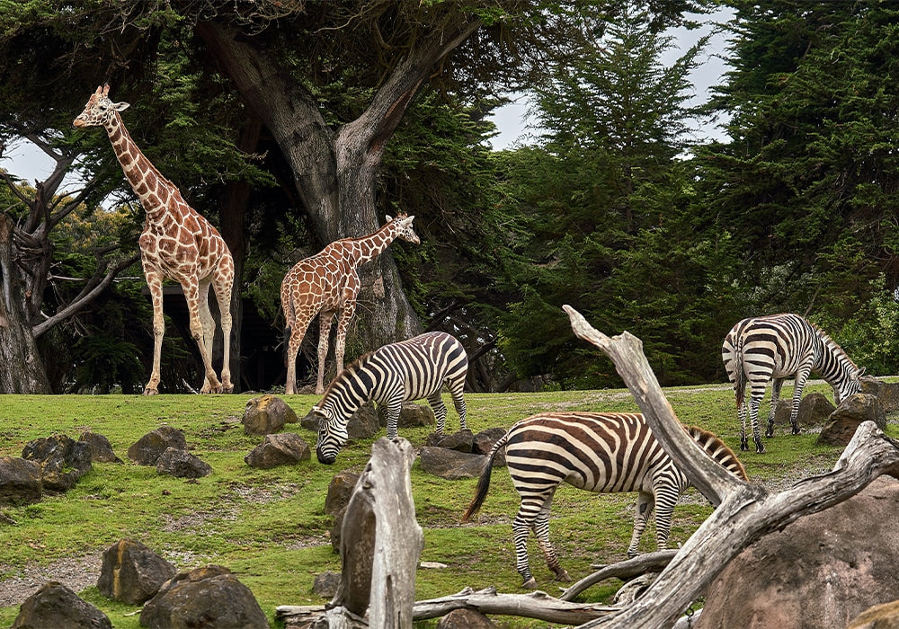 Animal Mix and Match