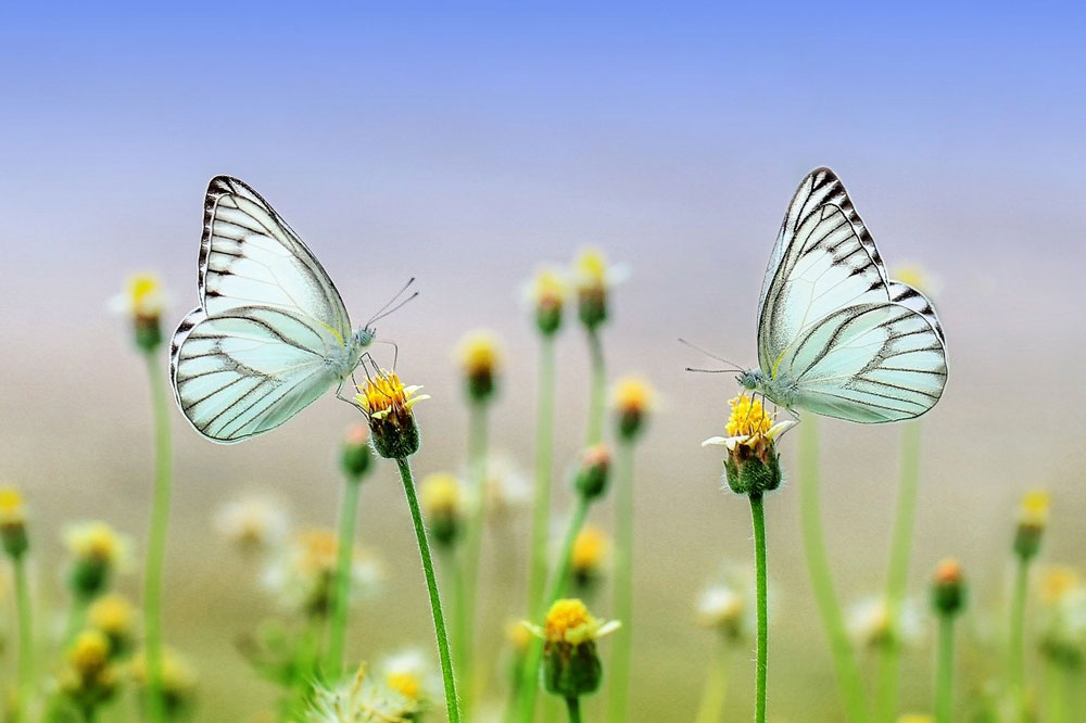 Science and Nature Quiz