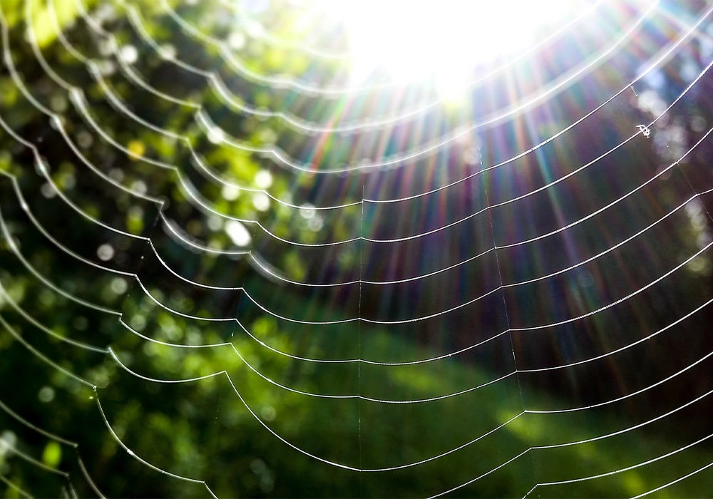 Rainbow Spider Web