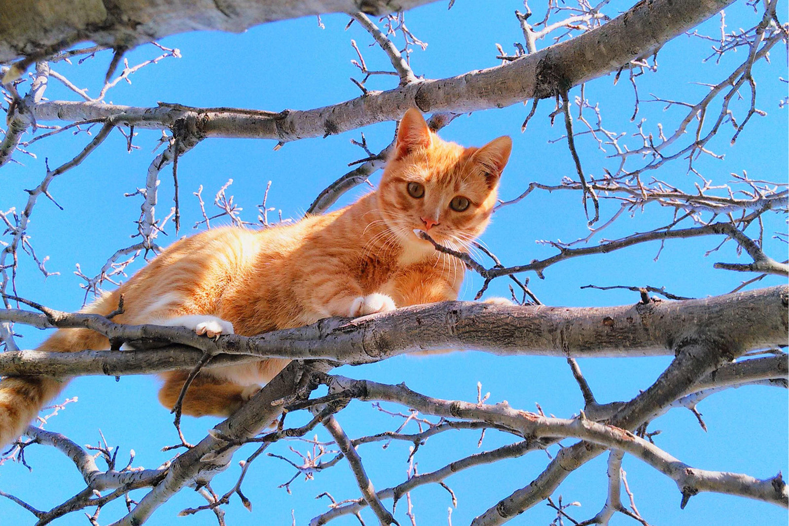 Stuck in the Middle With You