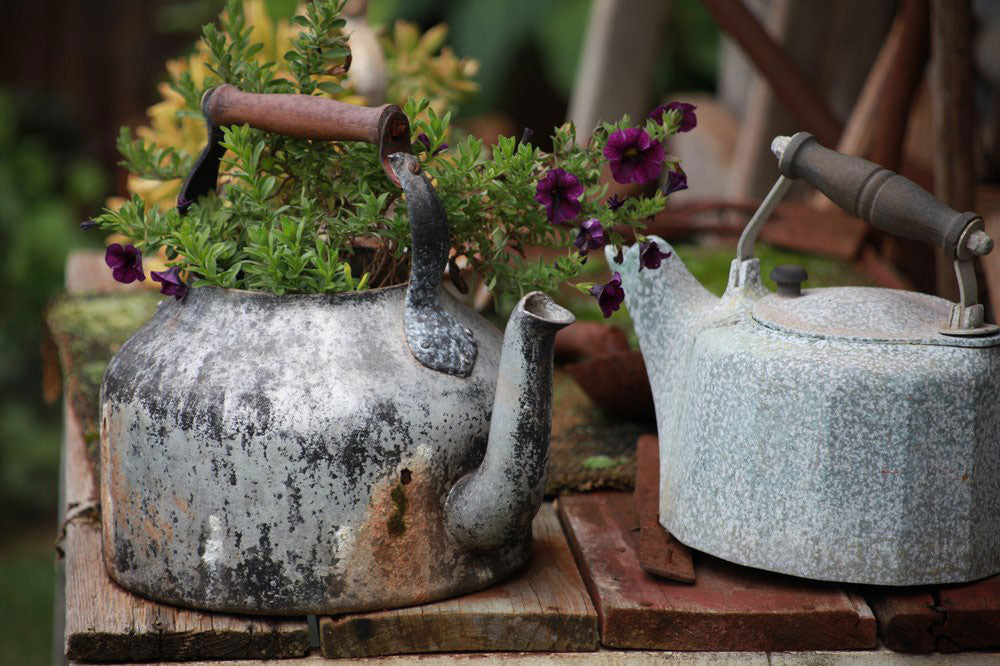 Teapot Planters  Relish