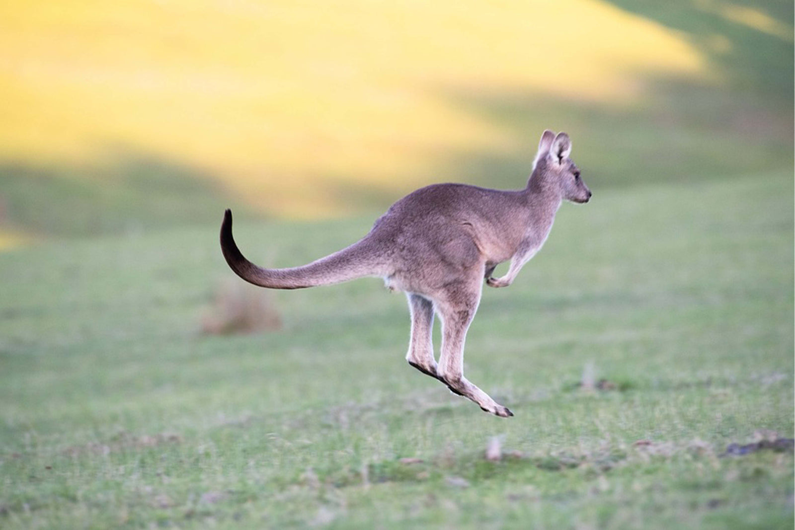 Animals Quiz No 1
