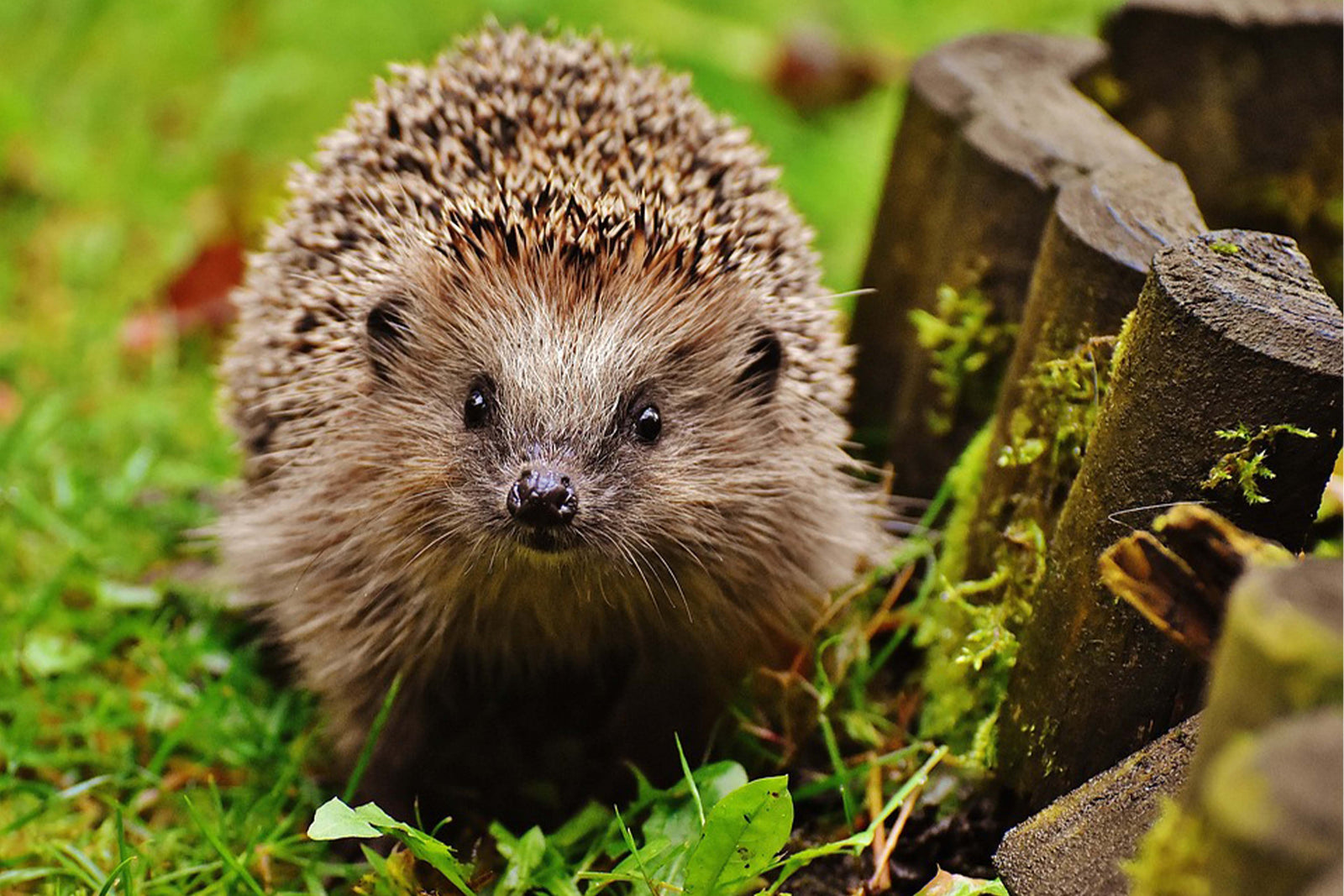 Animals Quiz No 2