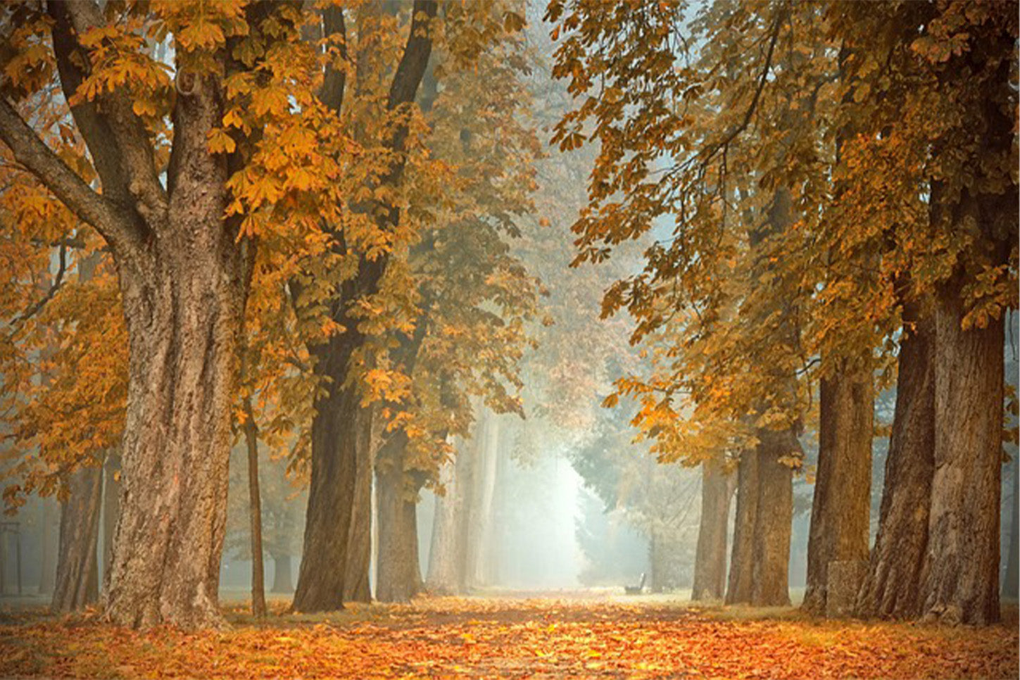 Autumn Leaves Memory Game