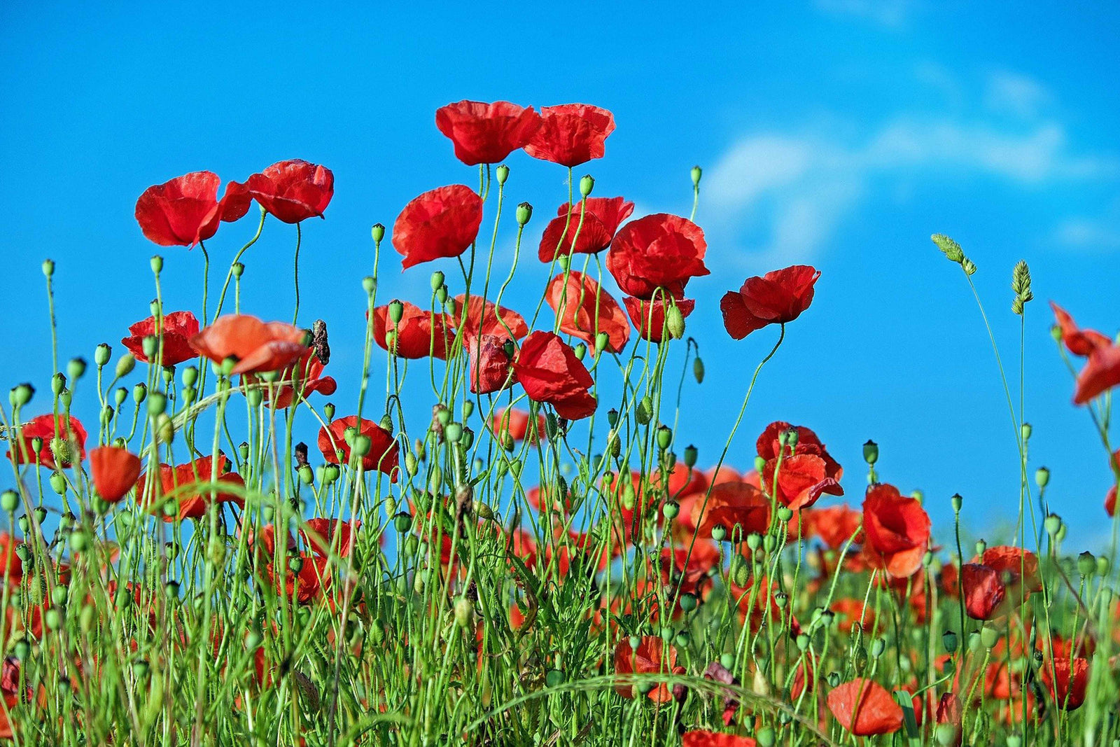 Poppy Mural