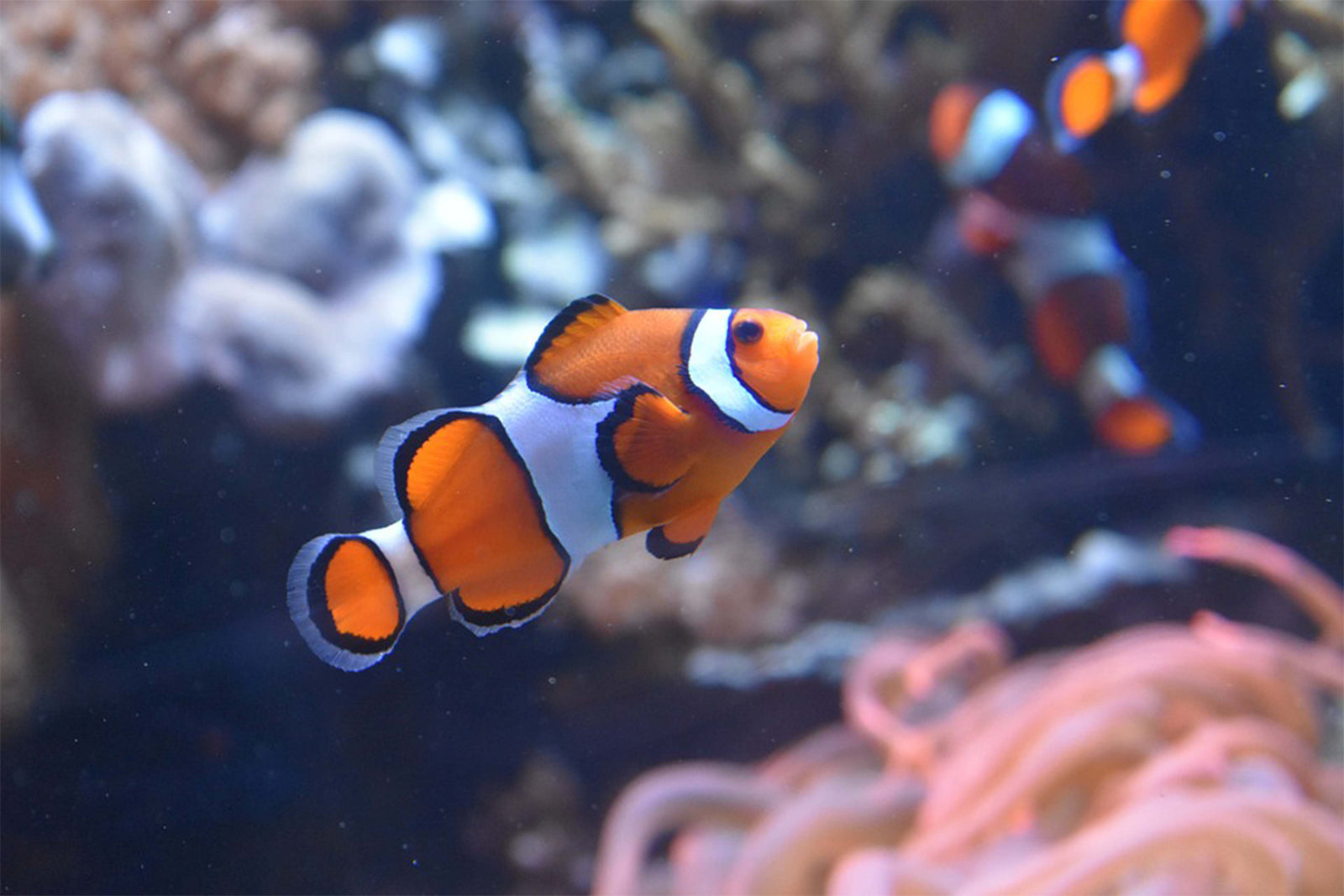 Sea Life Quiz