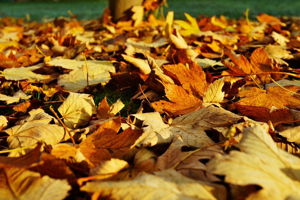 Autumn Word Links