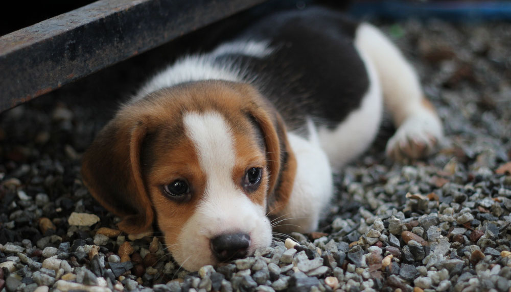 Baby Animal Quiz