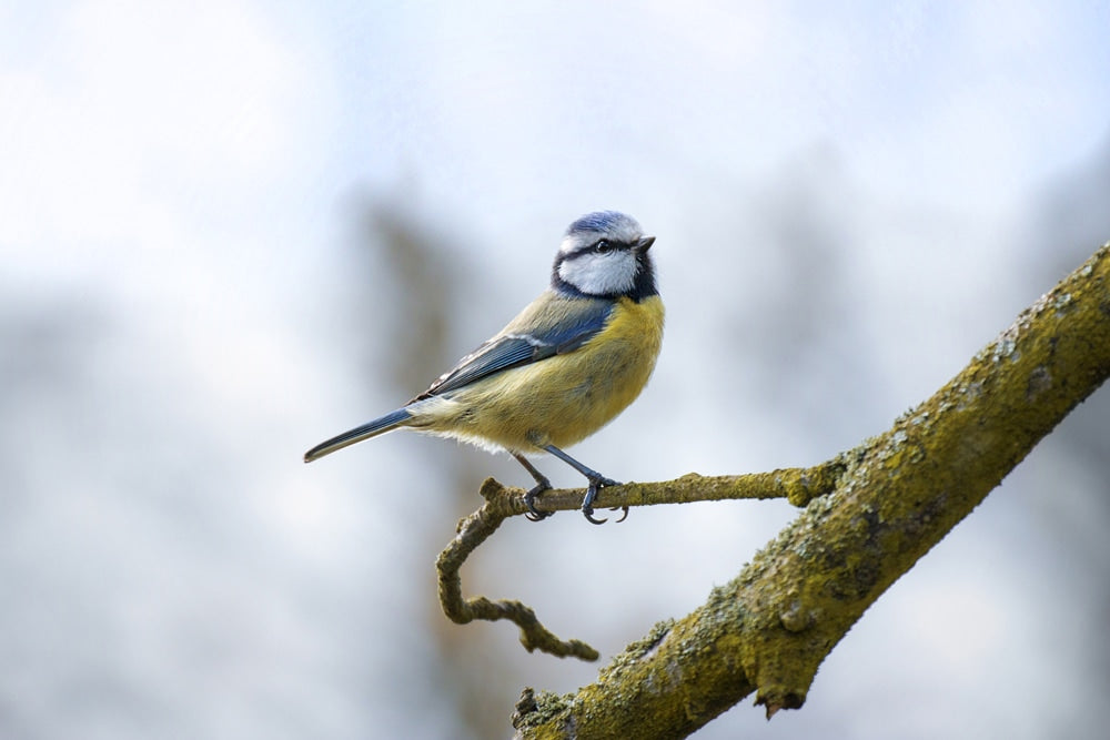 Bird Watching