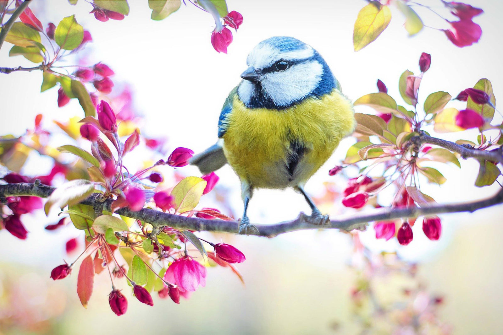 Birds, Birds, Everywhere