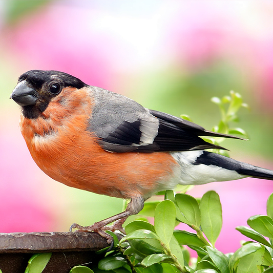 Birdsong - Sensory Level Activity