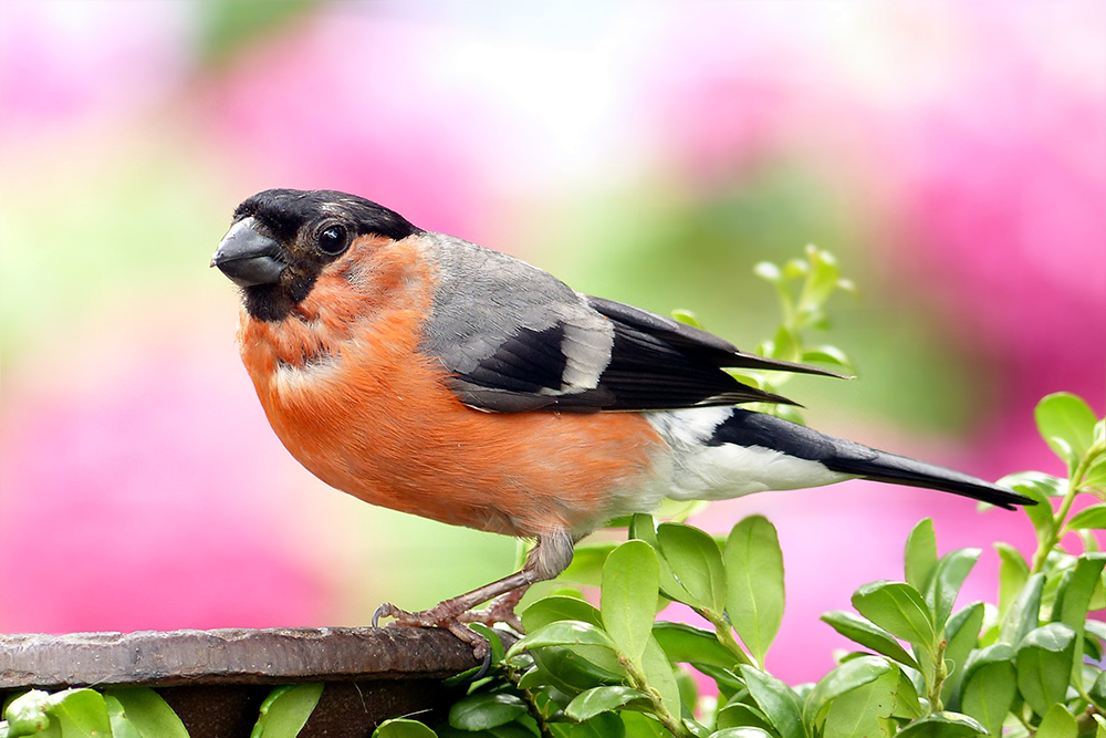 Birdsong - Sensory Level Activity