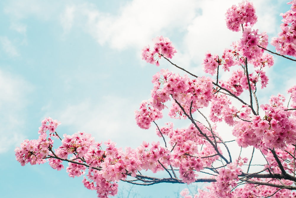 Blossom Tree Painting