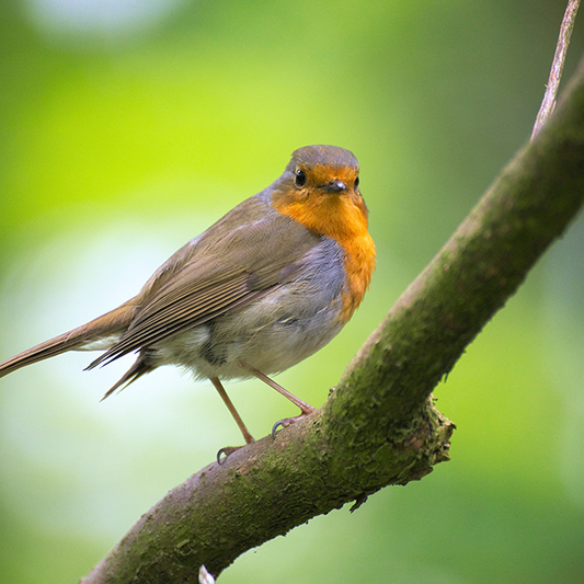 Enjoy the Dawn Chorus