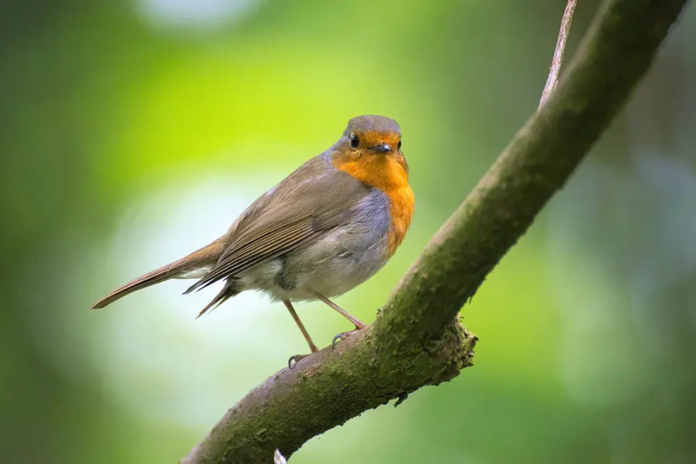 Enjoy the Dawn Chorus