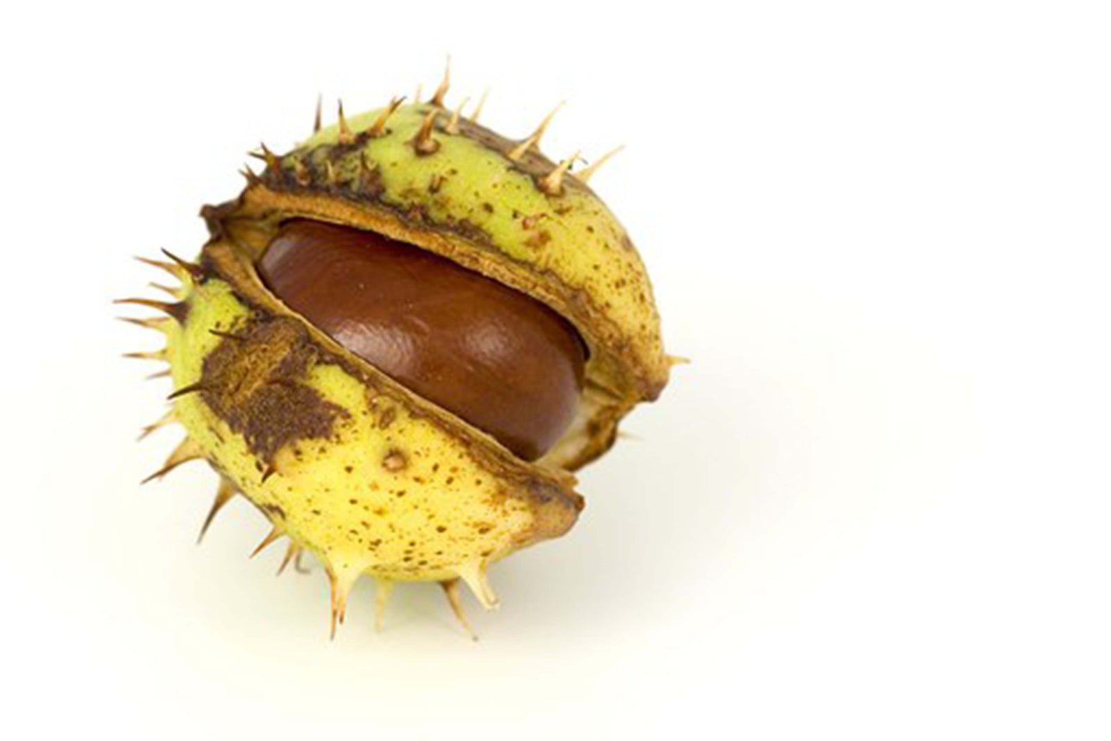 Exploring Nature in Autumn