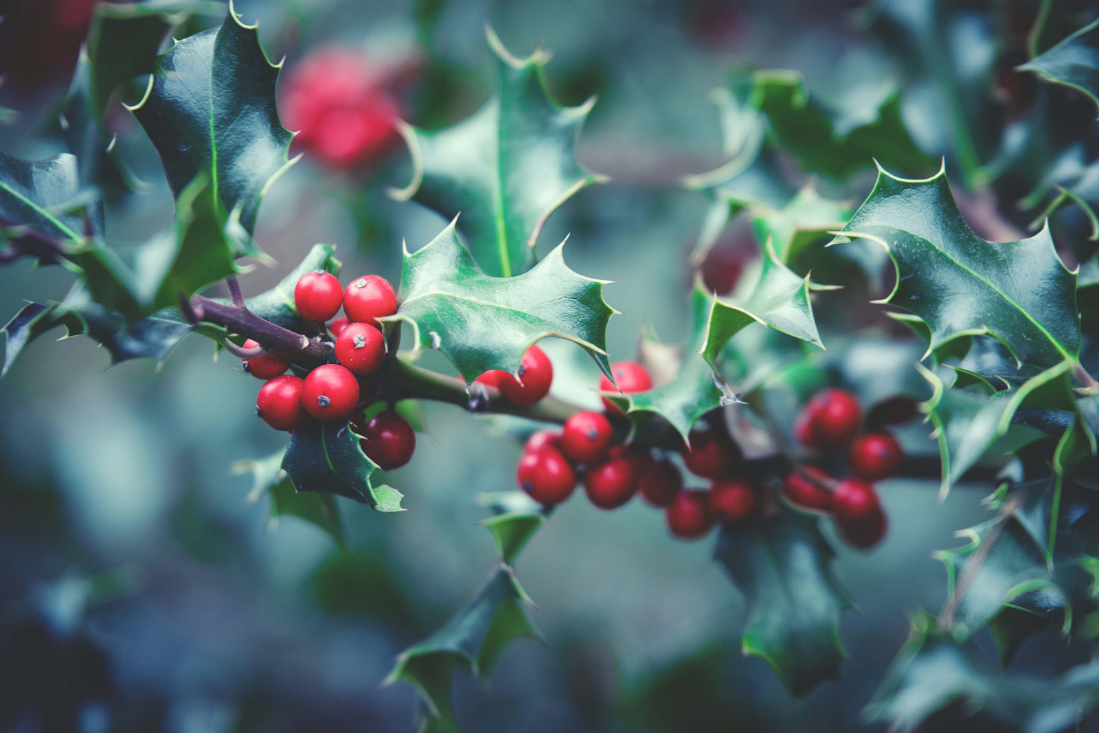 Exploring Nature in Winter