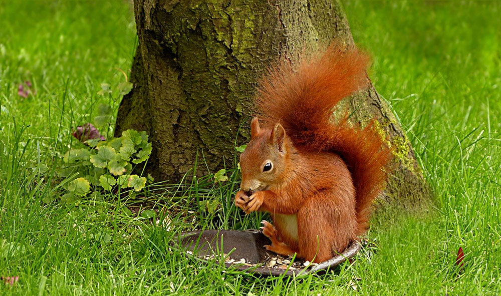 Hungry Animals Word Game