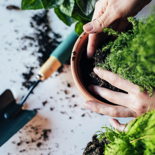 Mini Garden Pots