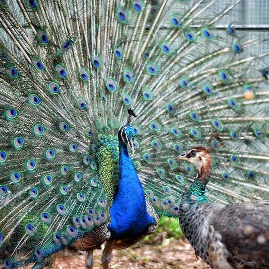 Peacock Pride Art