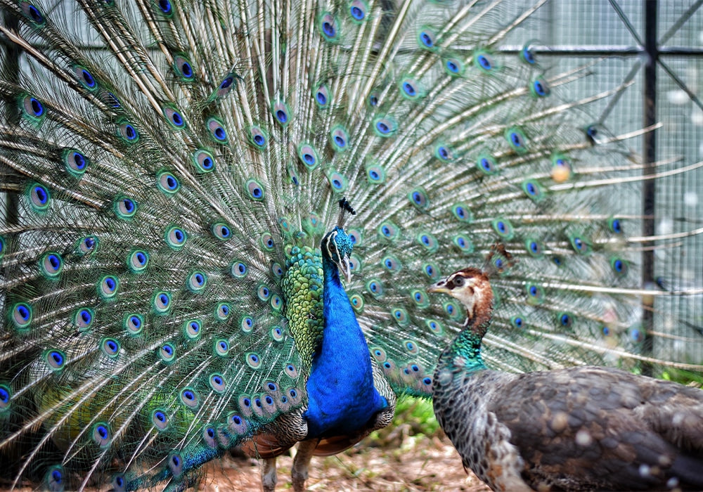 Peacock Pride Art