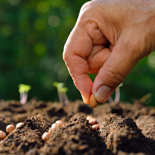 Seed Planting