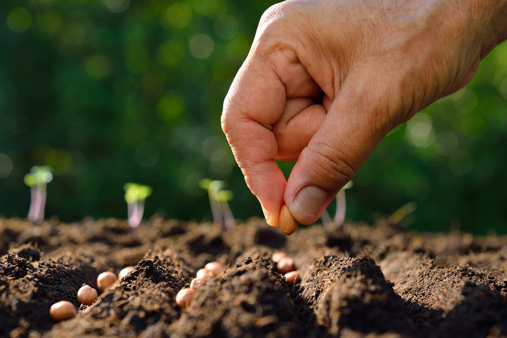 Seed Planting