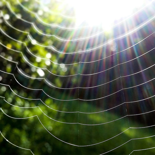 Rainbow Spider Web