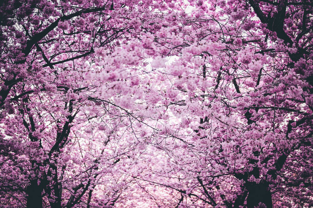 Spring Word Links