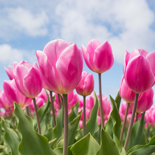 Tulips for All