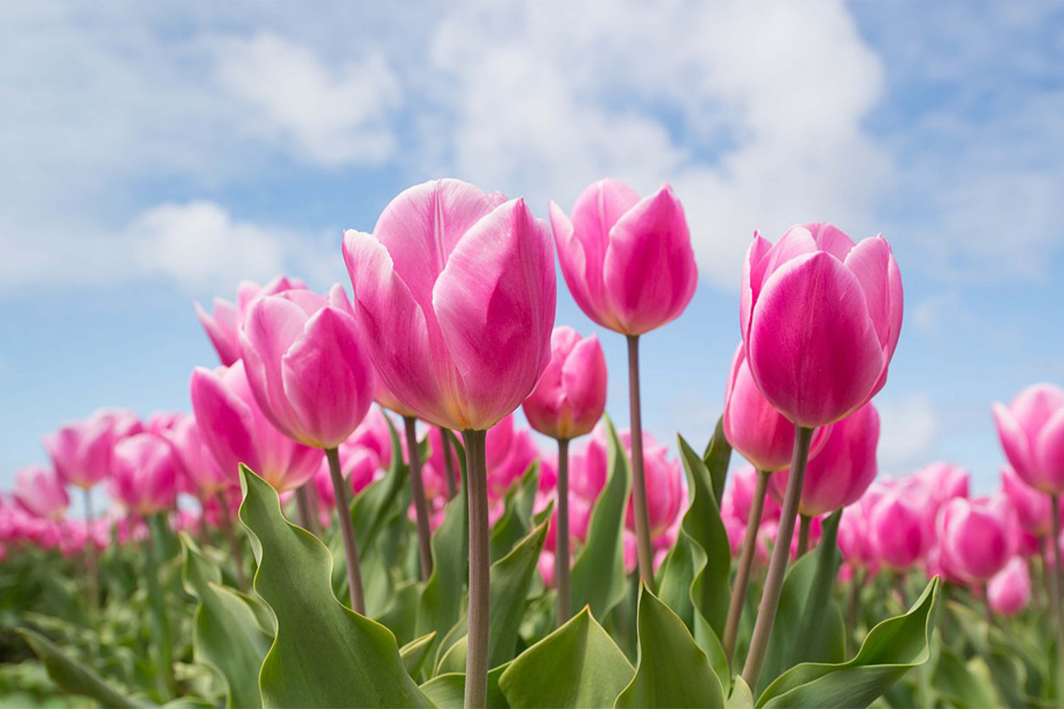 Tulips for All