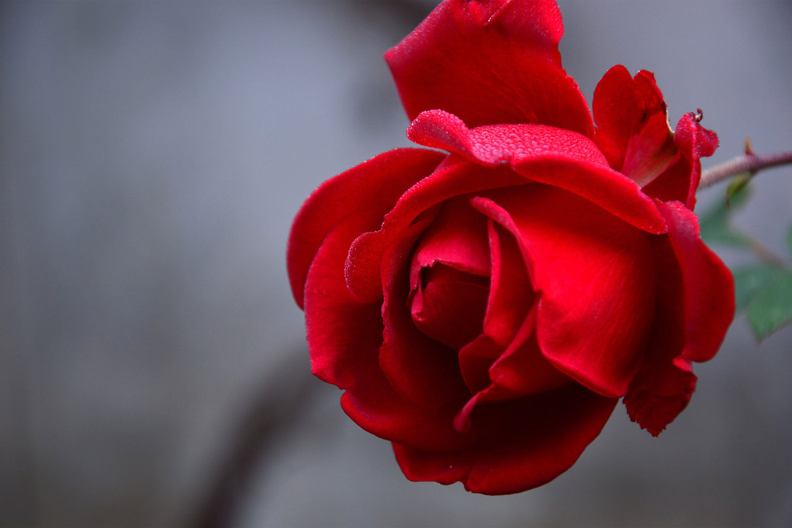 Valentine's Day Quiz