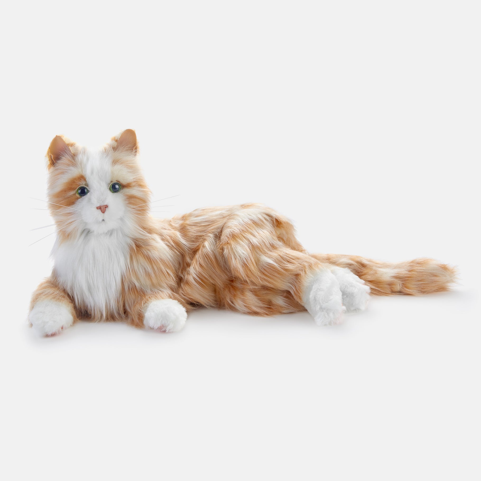 Orange Tabby Companion Pet