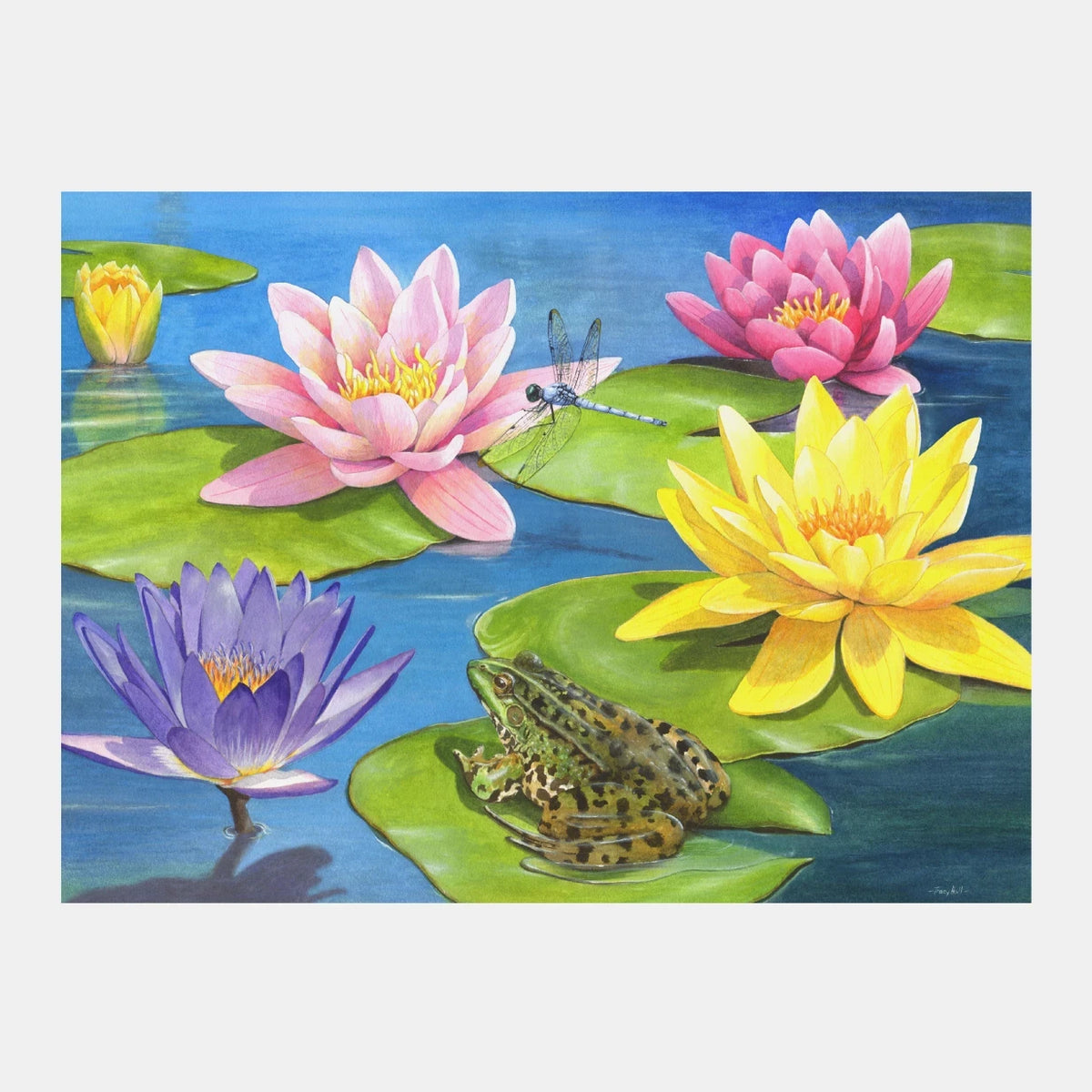 Lily Pond